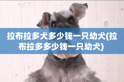 拉布拉多犬多少錢一只幼犬(拉布拉多多少錢一只幼犬) 