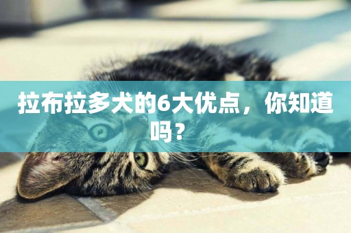 拉布拉多犬的6大優點，你知道嗎？ 