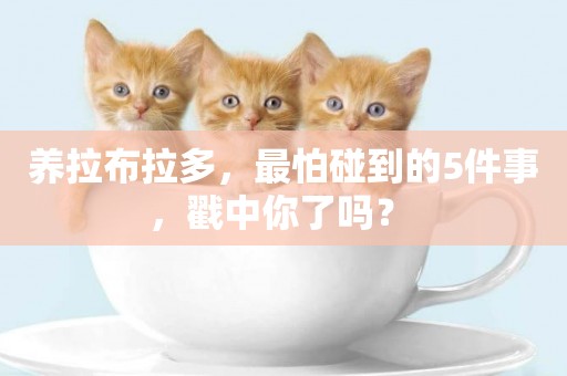 養拉布拉多，最怕碰到的5件事，戳中你了嗎？ 