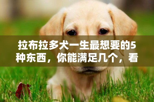 拉布拉多犬一生最想要的5種東西，你能滿足幾個，看看你適合養嗎 