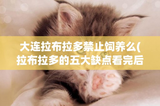 大連拉布拉多禁止飼養么(拉布拉多的五大缺點看完后悔了) 