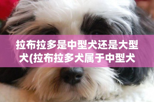 拉布拉多是中型犬還是大型犬(拉布拉多犬屬于中型犬還是大型犬) 