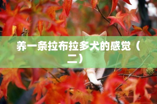 養一條拉布拉多犬的感覺（二） 