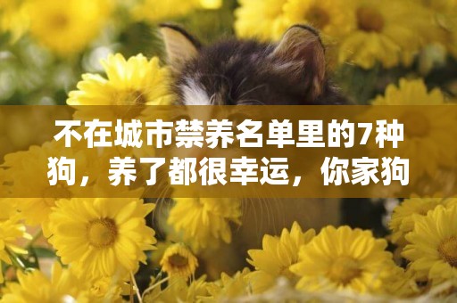不在城市禁養名單里的7種狗，養了都很幸運，你家狗子在其中嗎？ 
