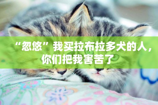 “忽悠”我買拉布拉多犬的人，你們把我害苦了 