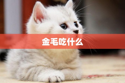 金毛吃什么