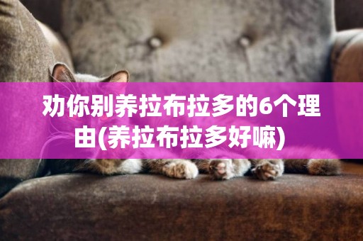 勸你別養拉布拉多的6個理由(養拉布拉多好嘛) 