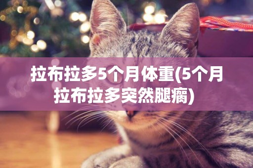拉布拉多5個月體重(5個月拉布拉多突然腿瘸) 
