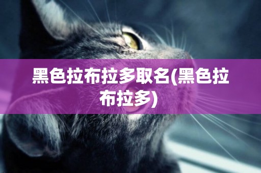 黑色拉布拉多取名(黑色拉布拉多) 