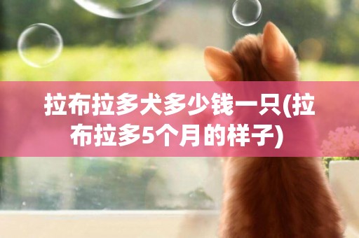拉布拉多犬多少錢一只(拉布拉多5個月的樣子) 