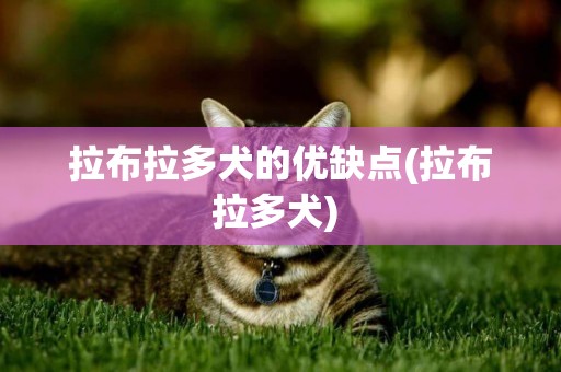 拉布拉多犬的優缺點(拉布拉多犬) 