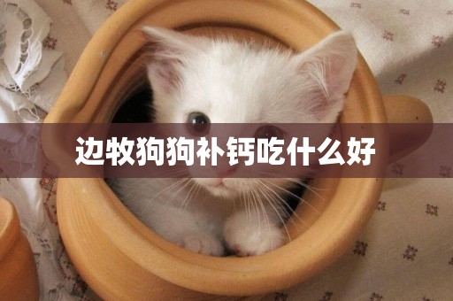 邊牧狗狗補鈣吃什么好