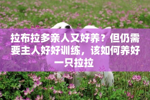 拉布拉多親人又好養？但仍需要主人好好訓練，該如何養好一只拉拉 