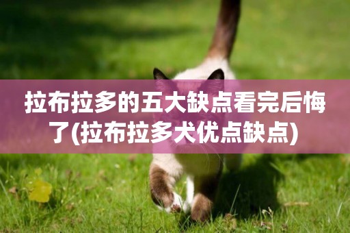 拉布拉多的五大缺點看完后悔了(拉布拉多犬優點缺點) 