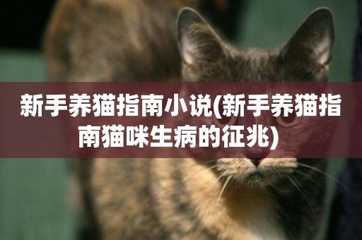 新手養貓指南小說(新手養貓指南貓咪生病的征兆) 