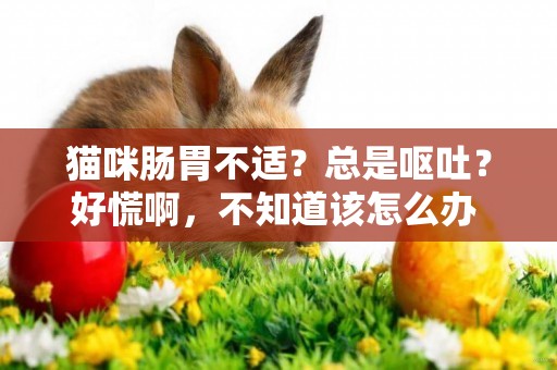貓咪腸胃不適？總是嘔吐？好慌啊，不知道該怎么辦 