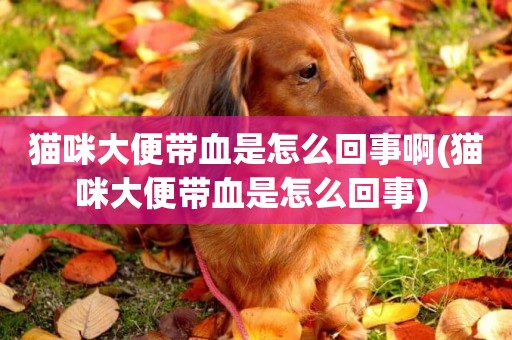貓咪大便帶血是怎么回事啊(貓咪大便帶血是怎么回事) 