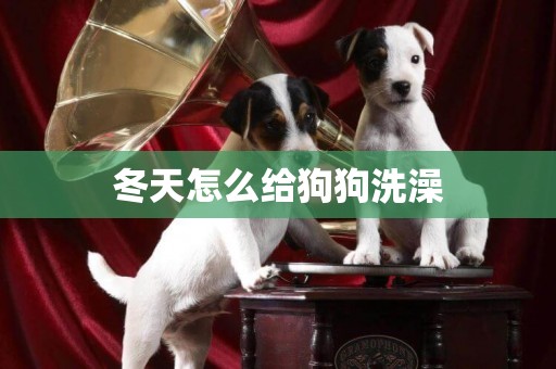 冬天怎么給狗狗洗澡
