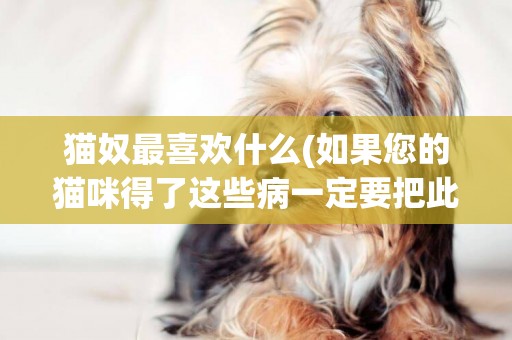 貓奴最喜歡什么(如果您的貓咪得了這些病一定要把此文章看完) 