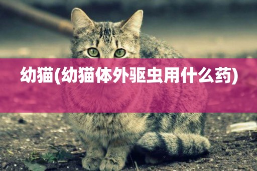 幼貓(幼貓體外驅蟲用什么藥) 