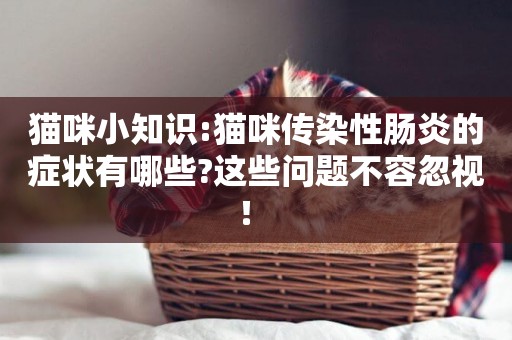 貓咪小知識:貓咪傳染性腸炎的癥狀有哪些?這些問題不容忽視！ 
