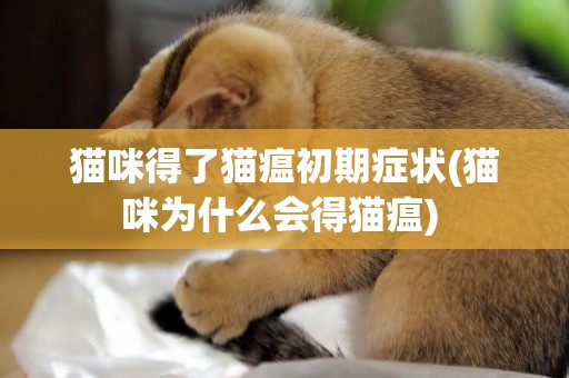貓咪得了貓瘟初期癥狀(貓咪為什么會得貓瘟) 