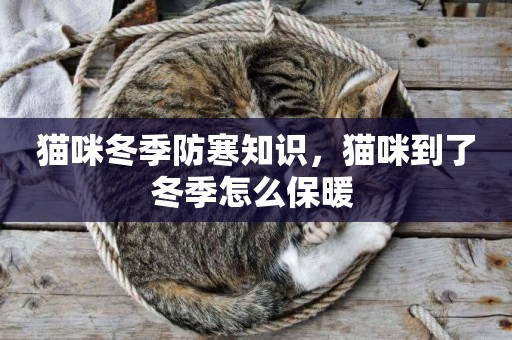 貓咪冬季防寒知識，貓咪到了冬季怎么保暖 