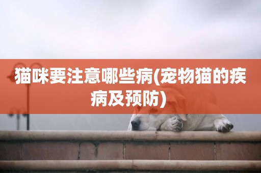 貓咪要注意哪些病(寵物貓的疾病及預防) 