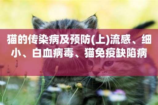 貓的傳染病及預防(上)流感、細小、白血病毒、貓免疫缺陷病 
