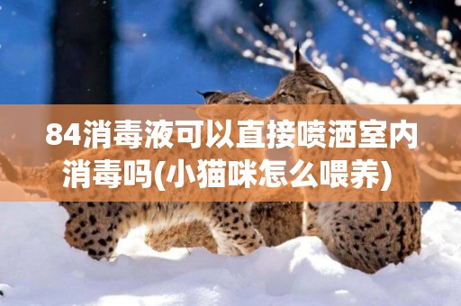84消毒液可以直接噴灑室內消毒嗎(小貓咪怎么喂養) 