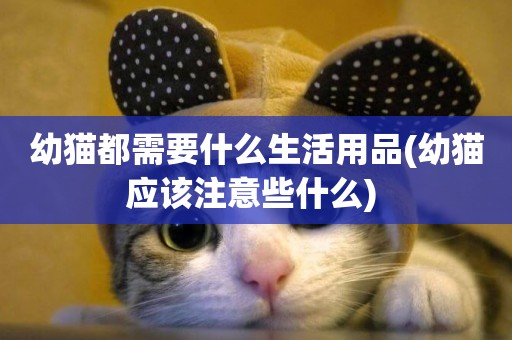 幼貓都需要什么生活用品(幼貓應該注意些什么) 