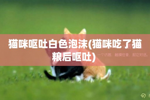 貓咪嘔吐白色泡沫(貓咪吃了貓糧后嘔吐) 