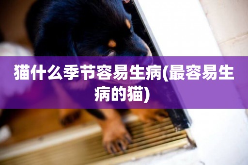 貓什么季節容易生病(最容易生病的貓) 