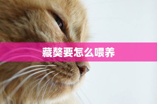 藏獒要怎么喂養