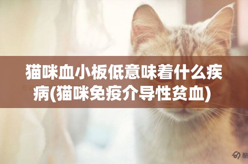 貓咪血小板低意味著什么疾病(貓咪免疫介導性貧血) 