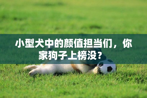 小型犬中的顏值擔當們，你家狗子上榜沒？ 