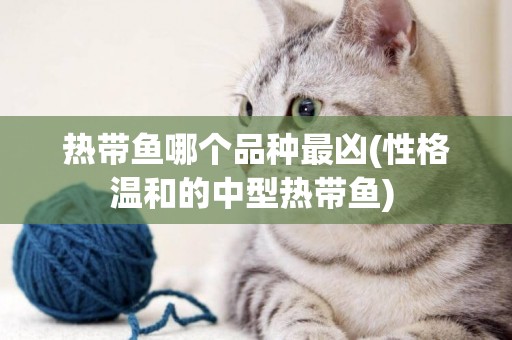 熱帶魚哪個品種最兇(性格溫和的中型熱帶魚) 