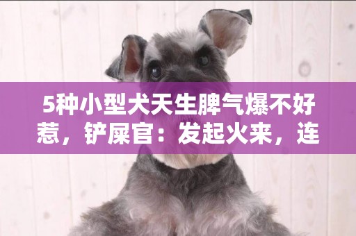 5種小型犬天生脾氣爆不好惹，鏟屎官：發起火來，連親主人都不認 