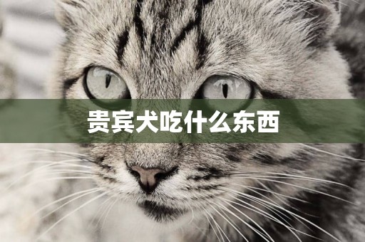 貴賓犬吃什么東西