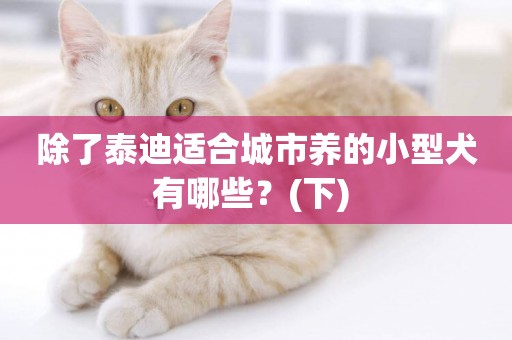 除了泰迪適合城市養的小型犬有哪些？(下) 