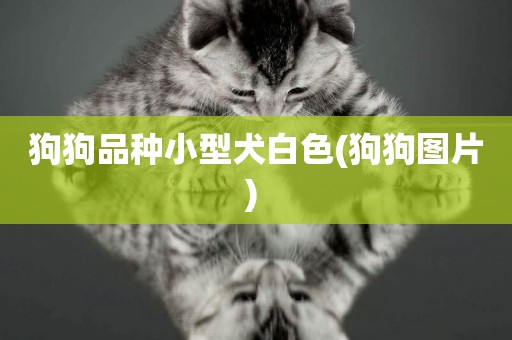 狗狗品種小型犬白色(狗狗圖片) 