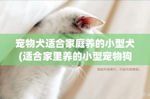 寵物犬適合家庭養的小型犬(適合家里養的小型寵物狗) 