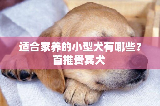 適合家養的小型犬有哪些？首推貴賓犬 