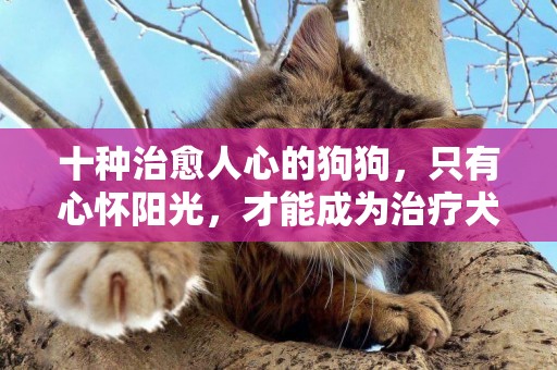 十種治愈人心的狗狗，只有心懷陽光，才能成為治療犬治愈他人 