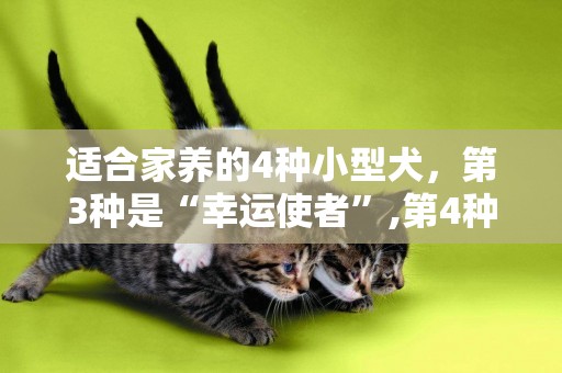 適合家養的4種小型犬，第3種是“幸運使者”,第4種容顏端莊 
