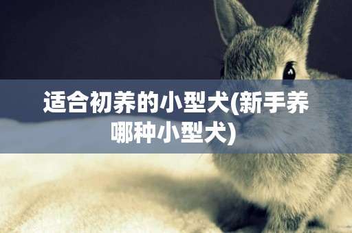 適合初養的小型犬(新手養哪種小型犬) 