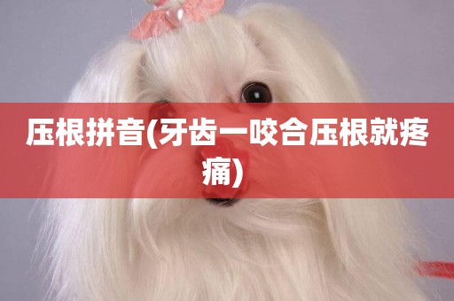 壓根拼音(牙齒一咬合壓根就疼痛) 