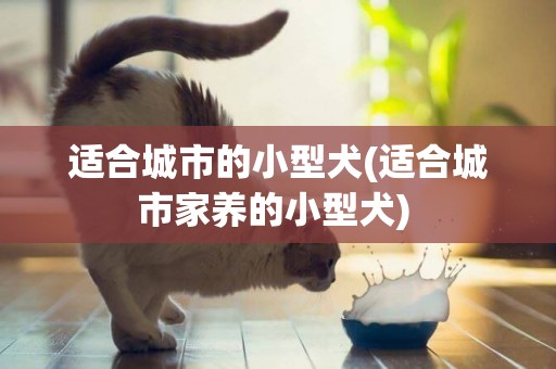 適合城市的小型犬(適合城市家養的小型犬) 