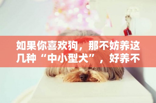 如果你喜歡狗，那不妨養這幾種“中小型犬”，好養不咬人 