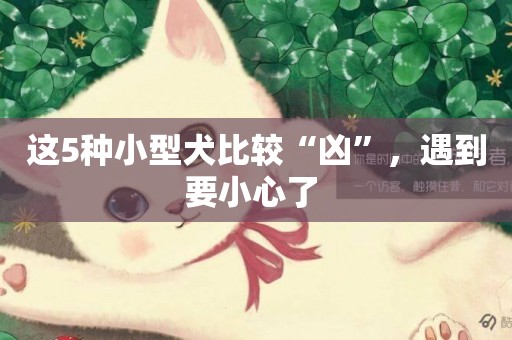 這5種小型犬比較“兇”，遇到要小心了 